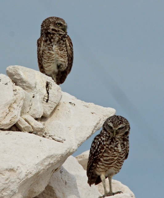 Burrowing Owl - ML90772991