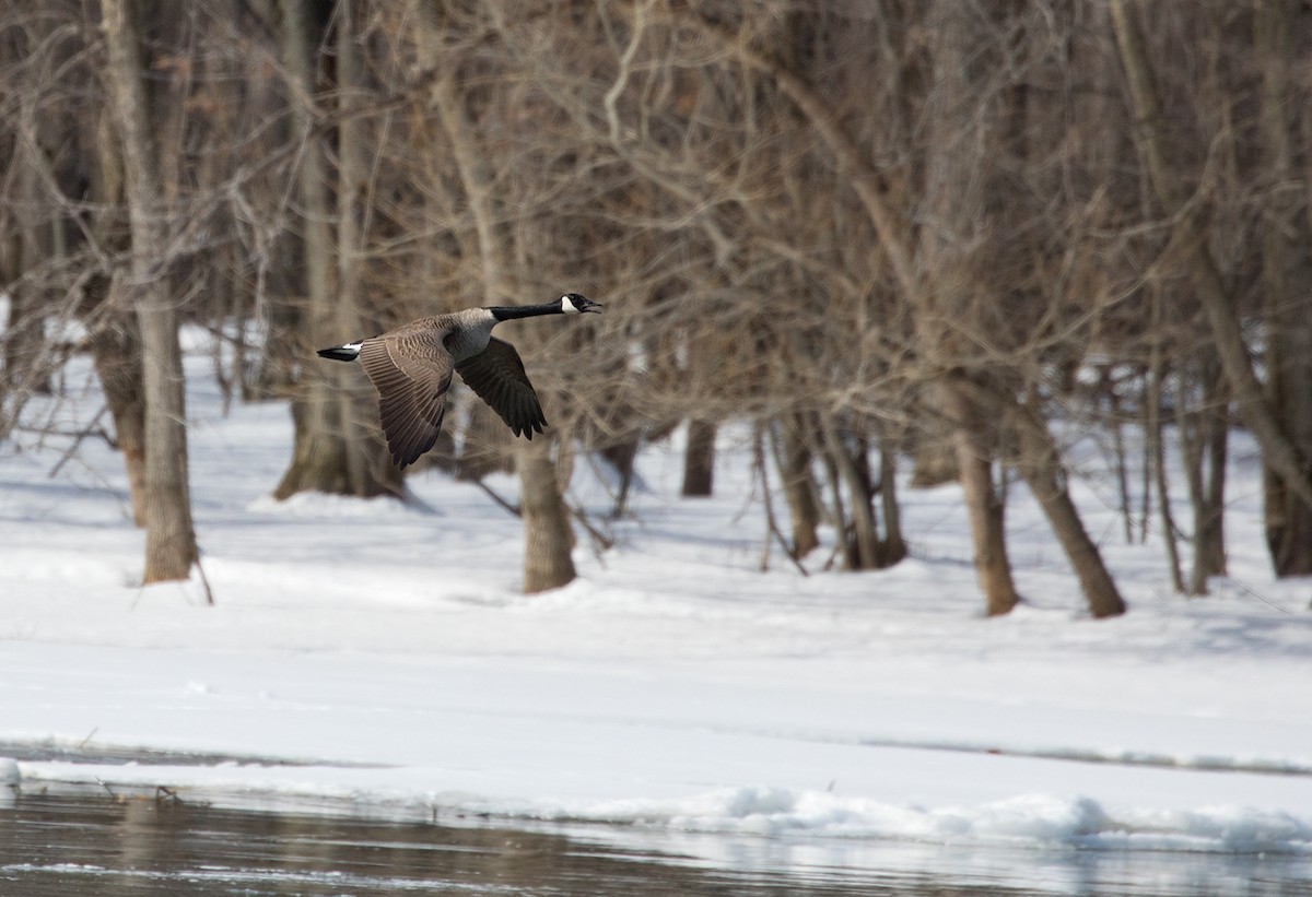 Canada Goose - Suzanne Labbé