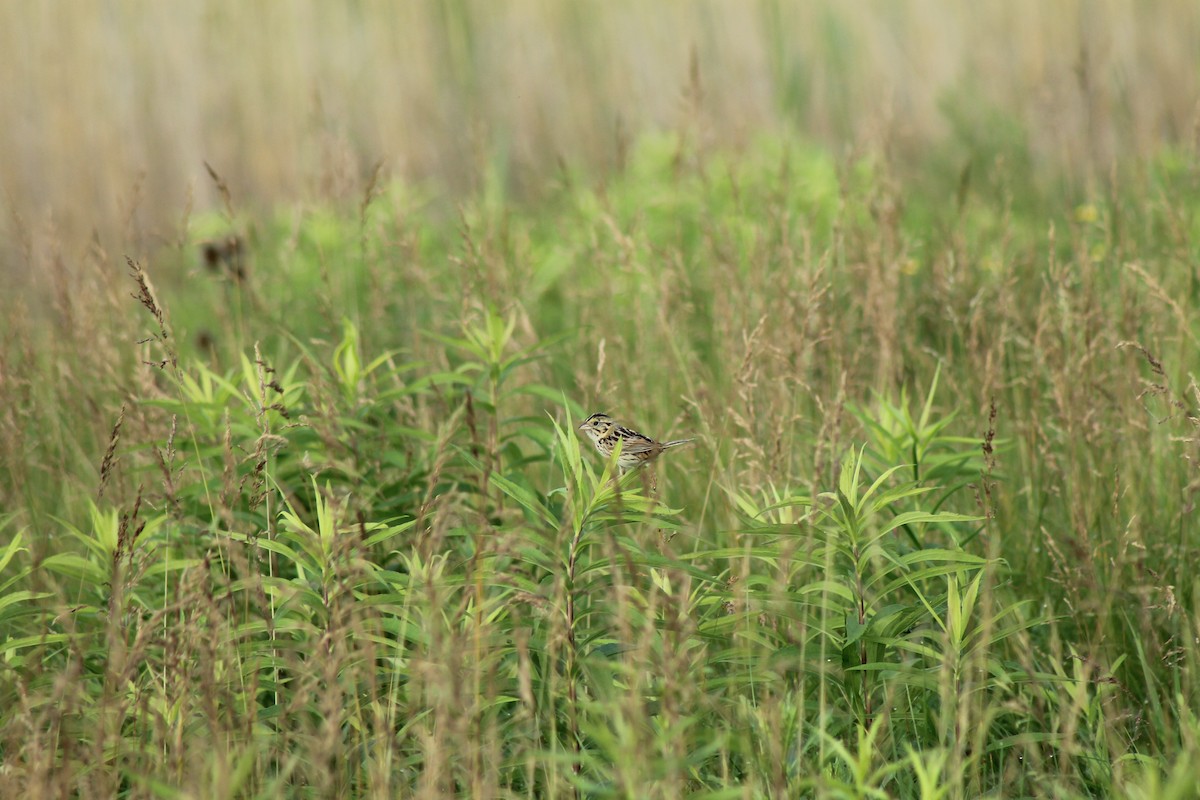 Henslow's Sparrow - Cole DiFabio