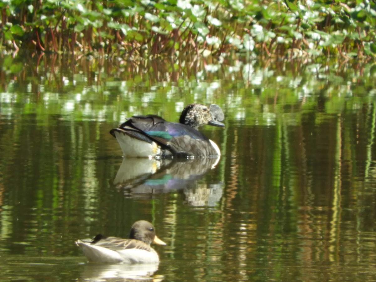 Comb Duck - ML90776961