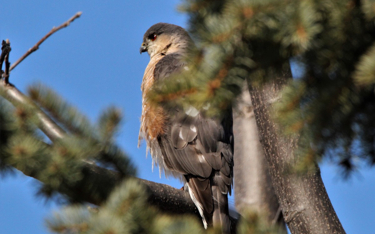 Cooper's Hawk - greg hartel