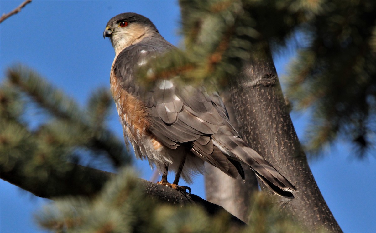 Cooper's Hawk - ML90777251