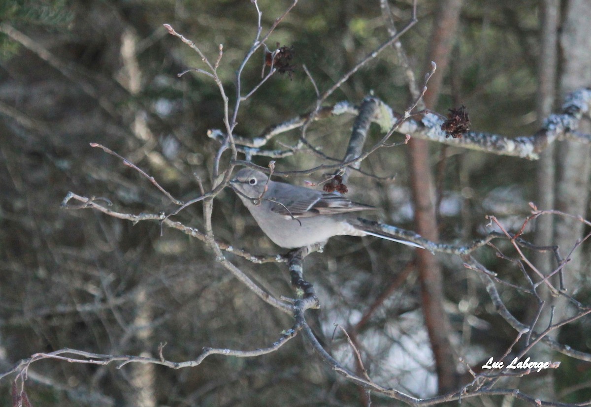 Townsend's Solitaire - Luc Laberge