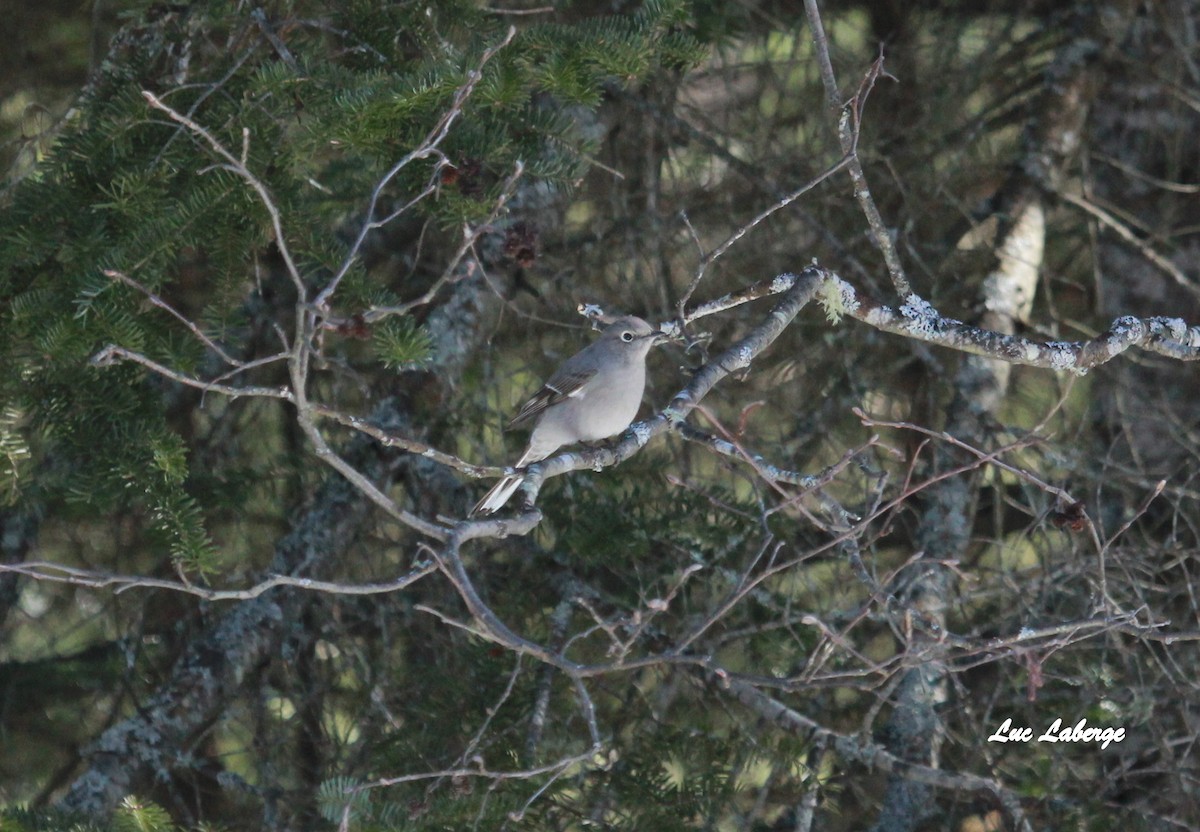 Townsend's Solitaire - Luc Laberge