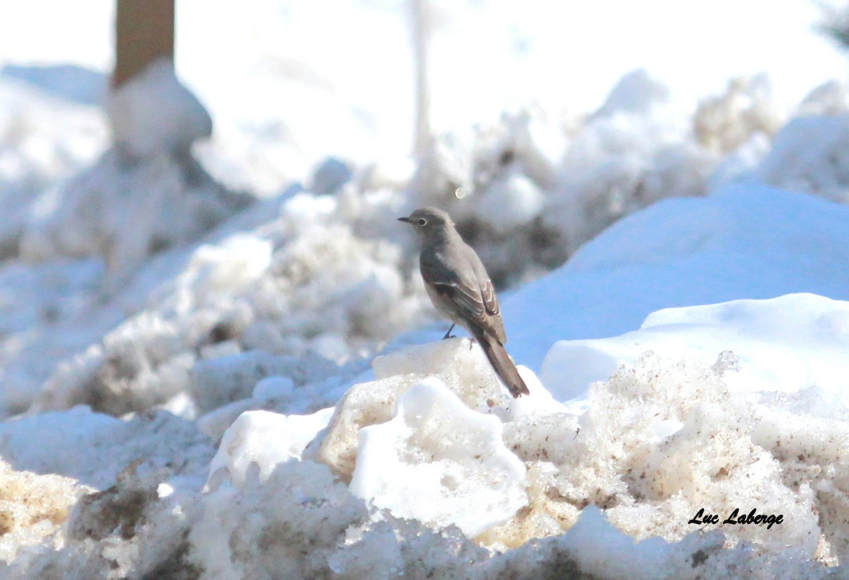 Townsend's Solitaire - ML90780351