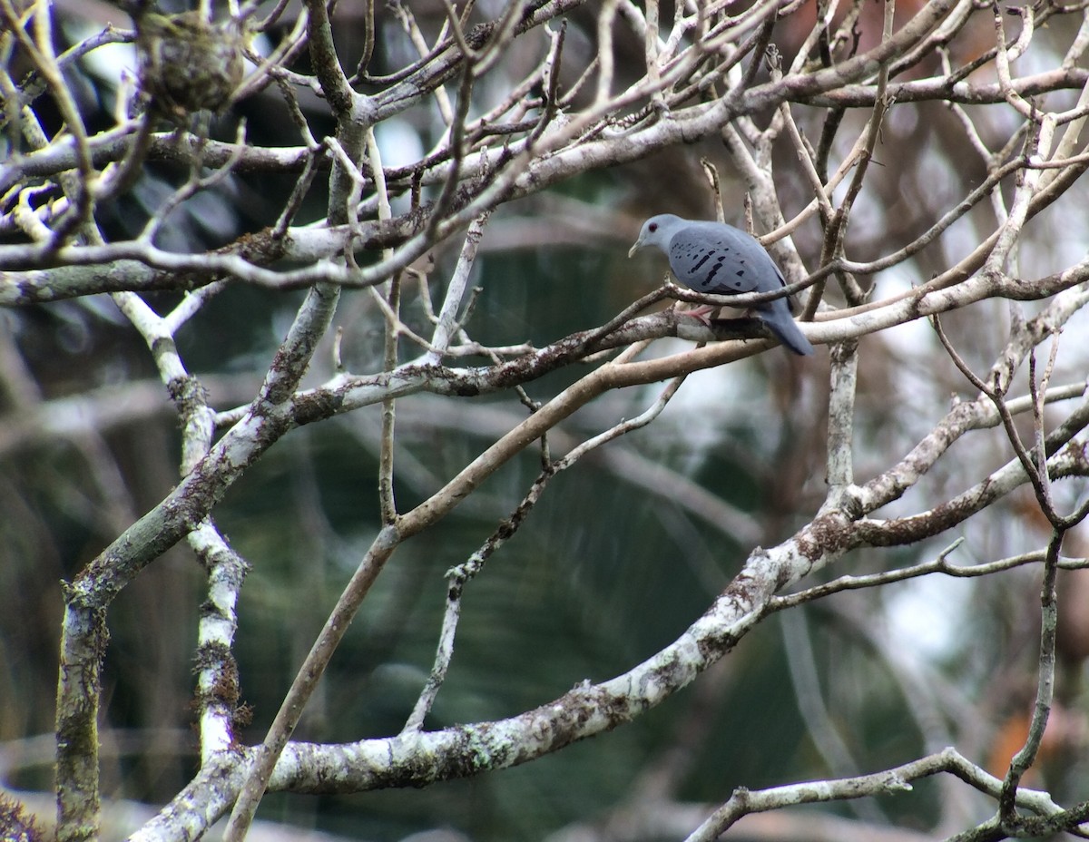 Blue Ground Dove - ML90780481