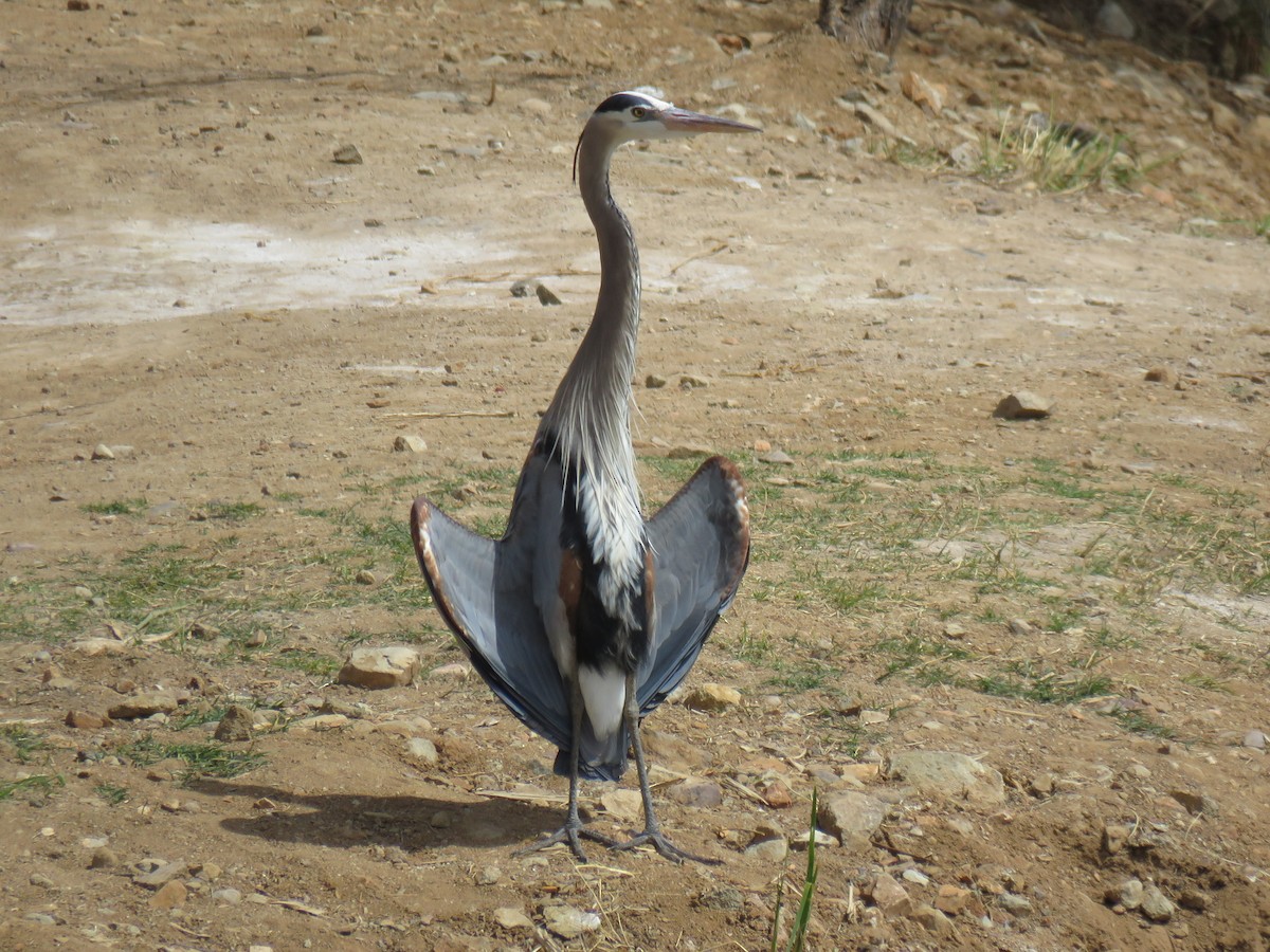 Great Blue Heron (Great Blue) - Ron Batie