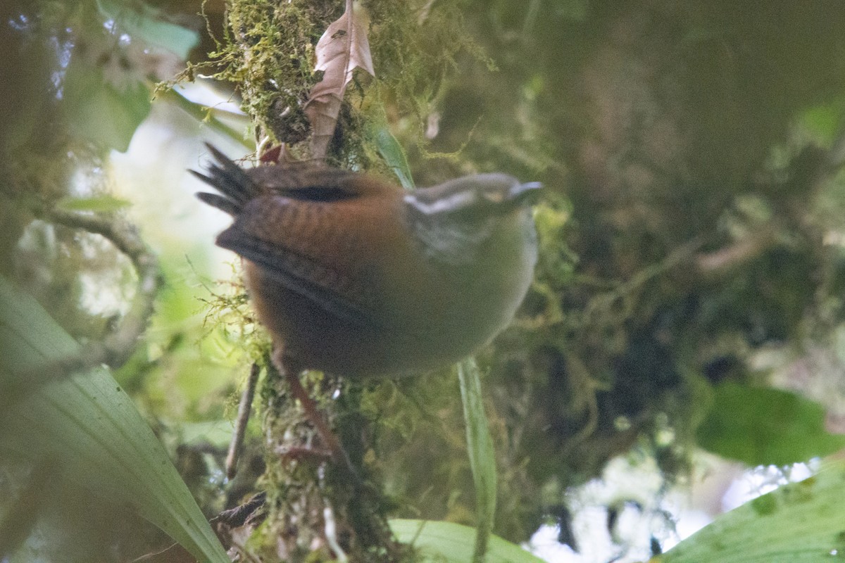 Gray-breasted Wood-Wren - Roger Shaw