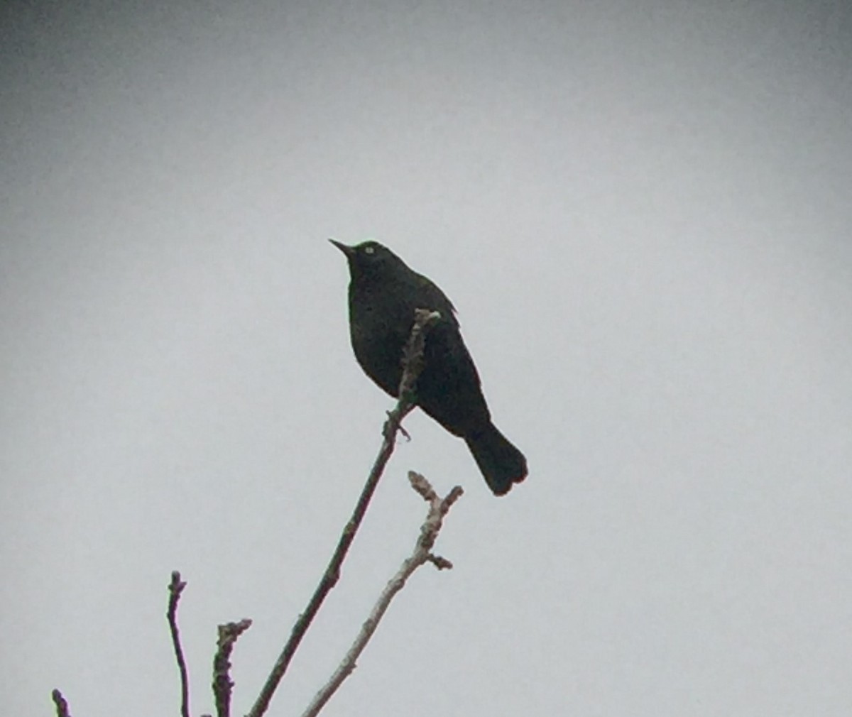 Rusty Blackbird - ML90783681