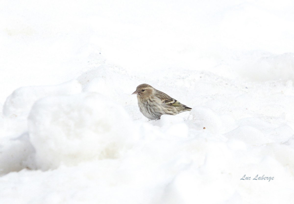 Pine Siskin - Luc Laberge