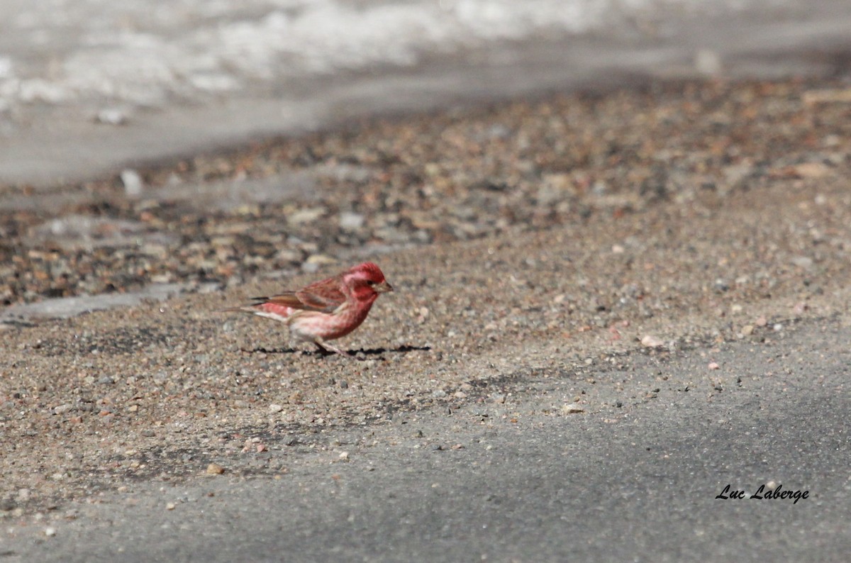 Purple Finch - ML90783931