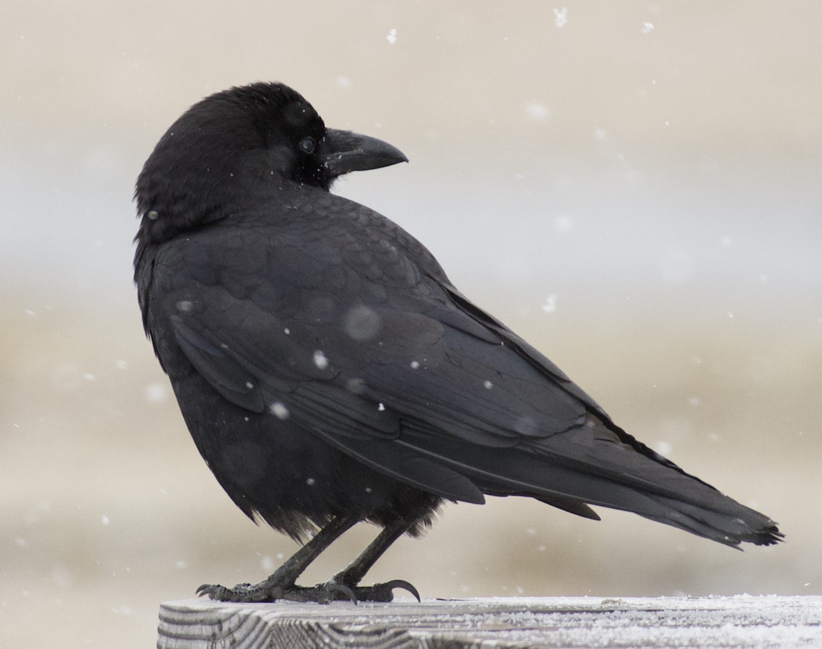 American Crow - ML90784031