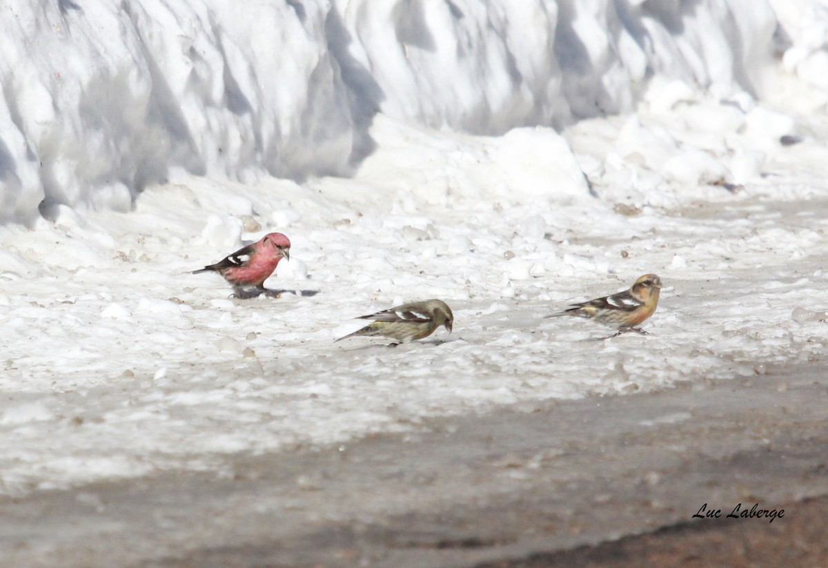 White-winged Crossbill - ML90784071