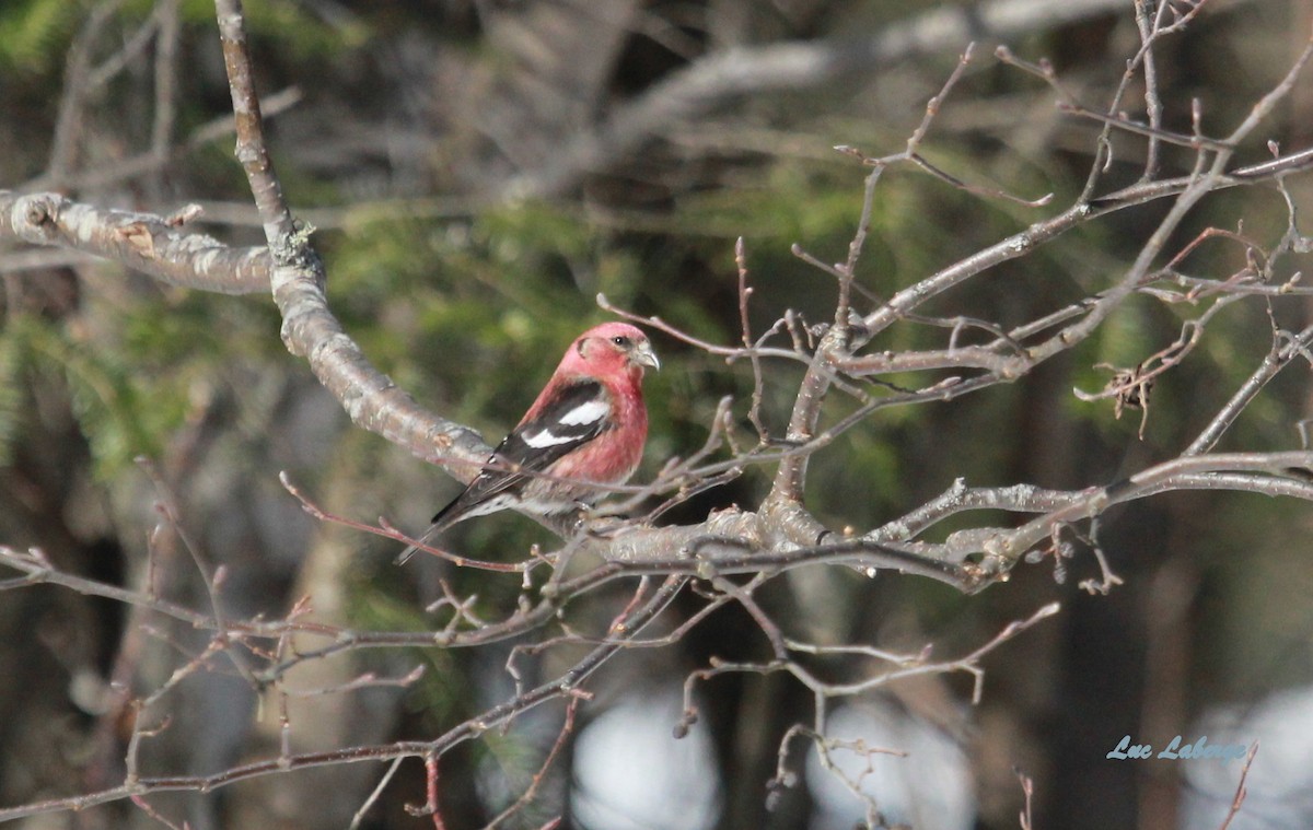 White-winged Crossbill - ML90784171