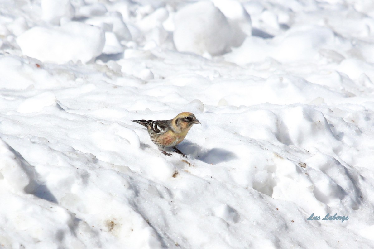 White-winged Crossbill - ML90784301