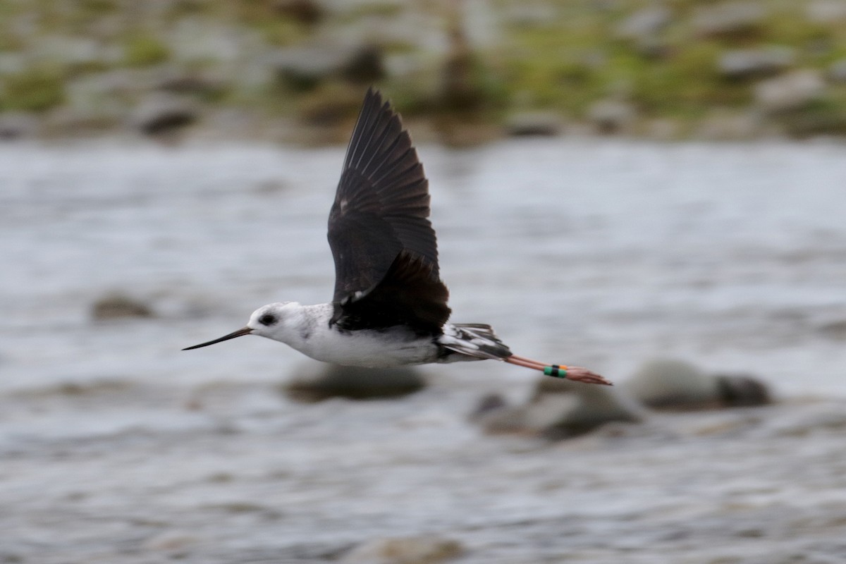 Black Stilt - Cameron Eckert