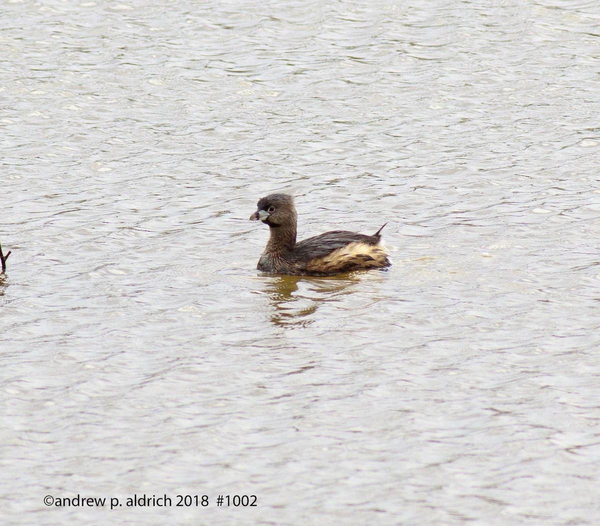Pied-billed Grebe - ML90785201