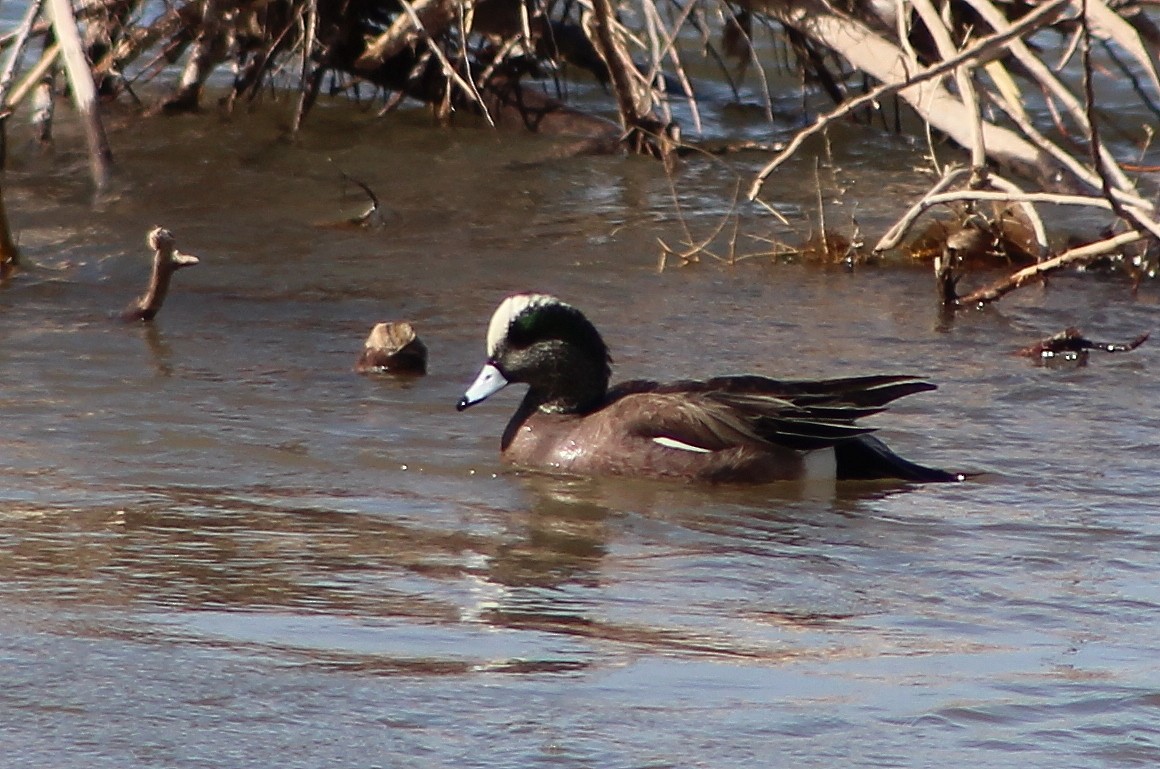 American Wigeon - ML90787191