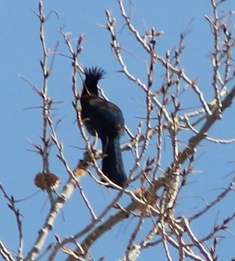 Steller's Jay - ML90788091