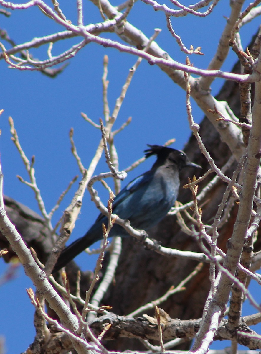 Steller's Jay - ML90788181