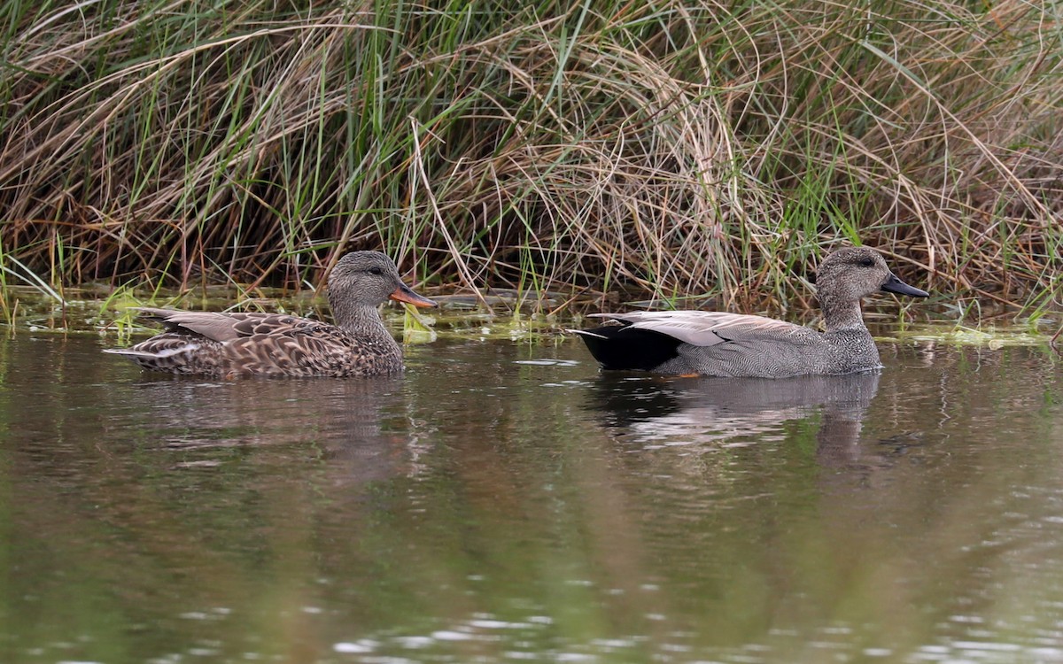 Gadwall - James Rieman