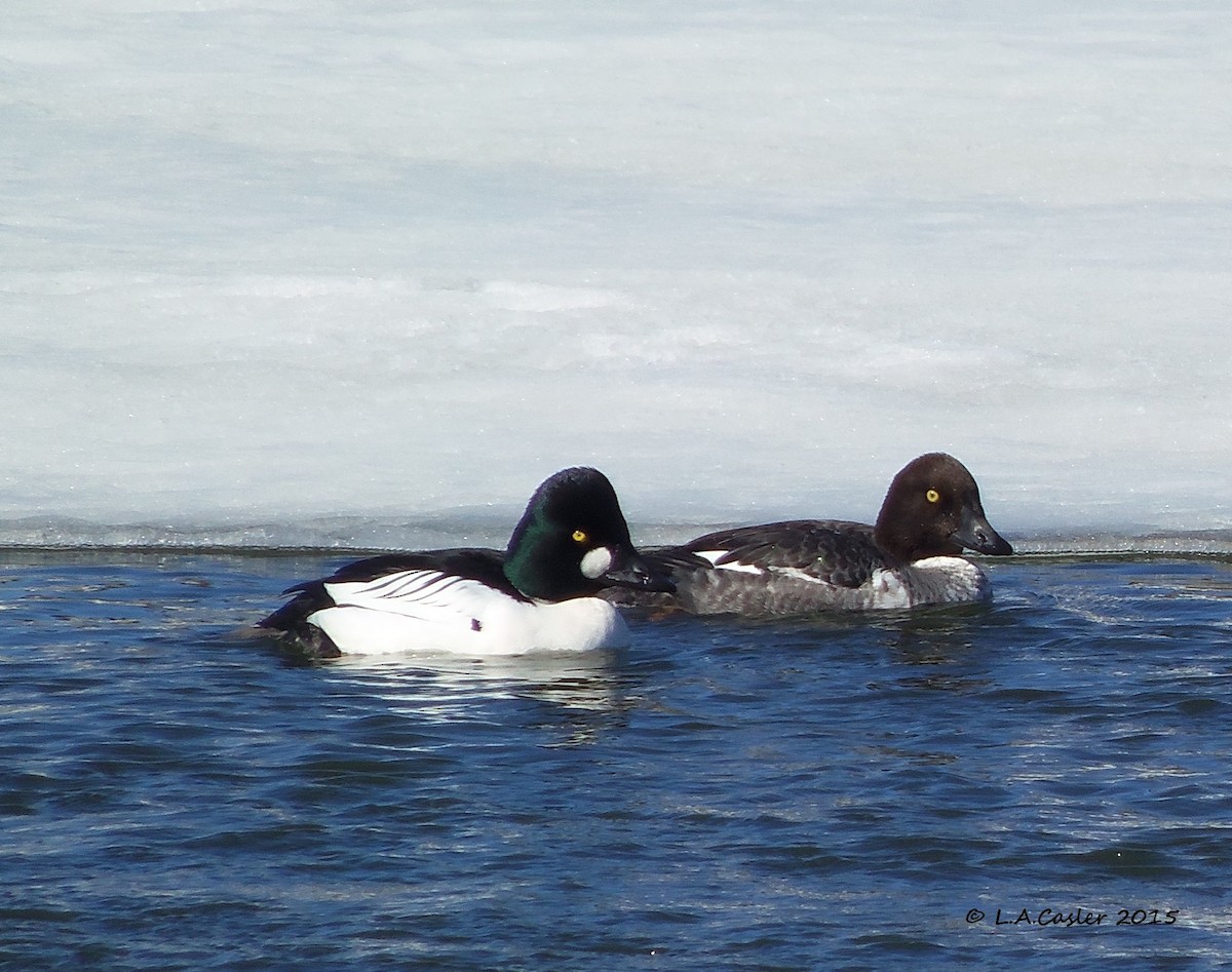 Common Goldeneye - Lisa Casler