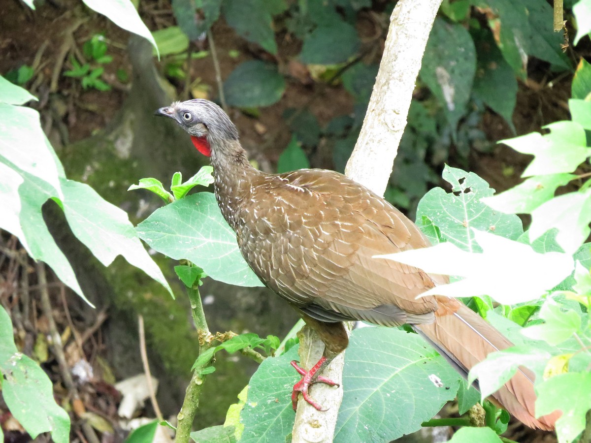 Band-tailed Guan - ML90792701