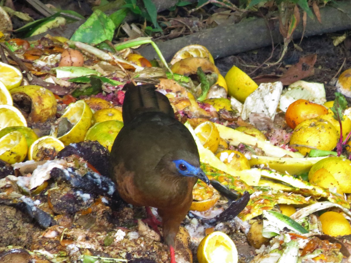 Sickle-winged Guan - John Gaglione