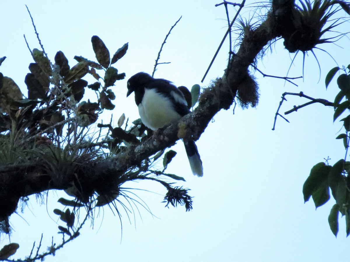 Black-chested Jay - John Gaglione