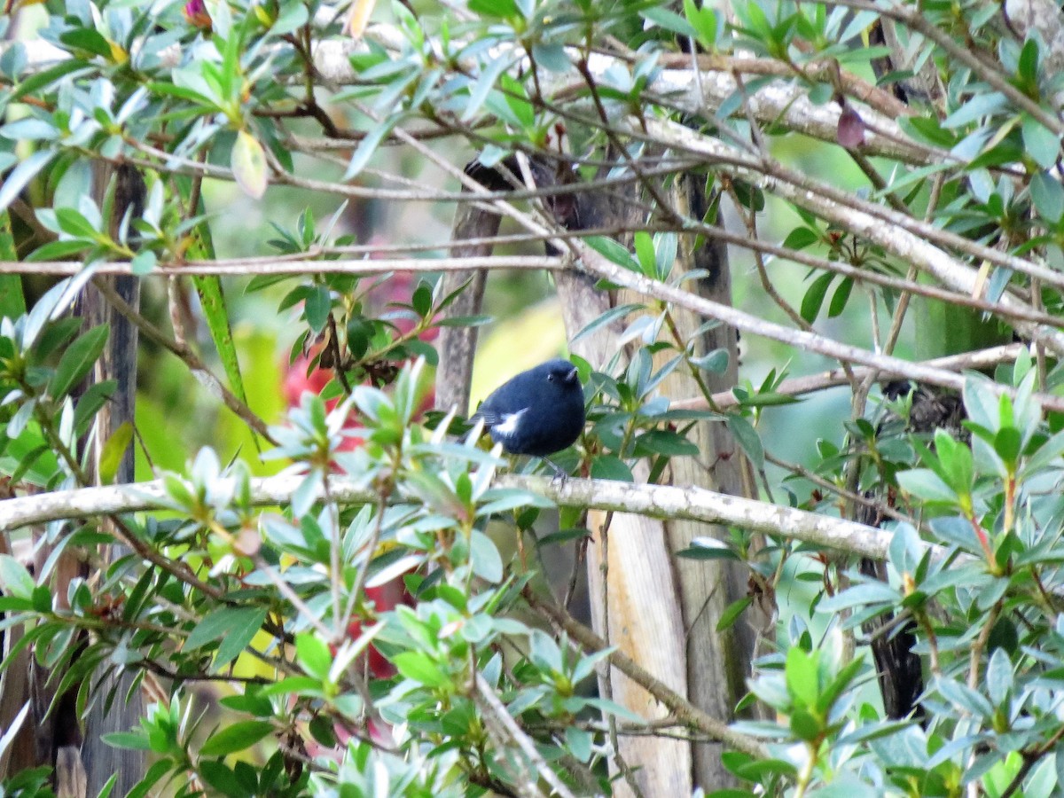 White-sided Flowerpiercer - ML90793251