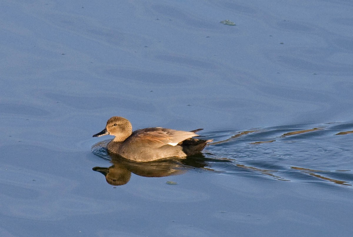 Gadwall - ML90793541