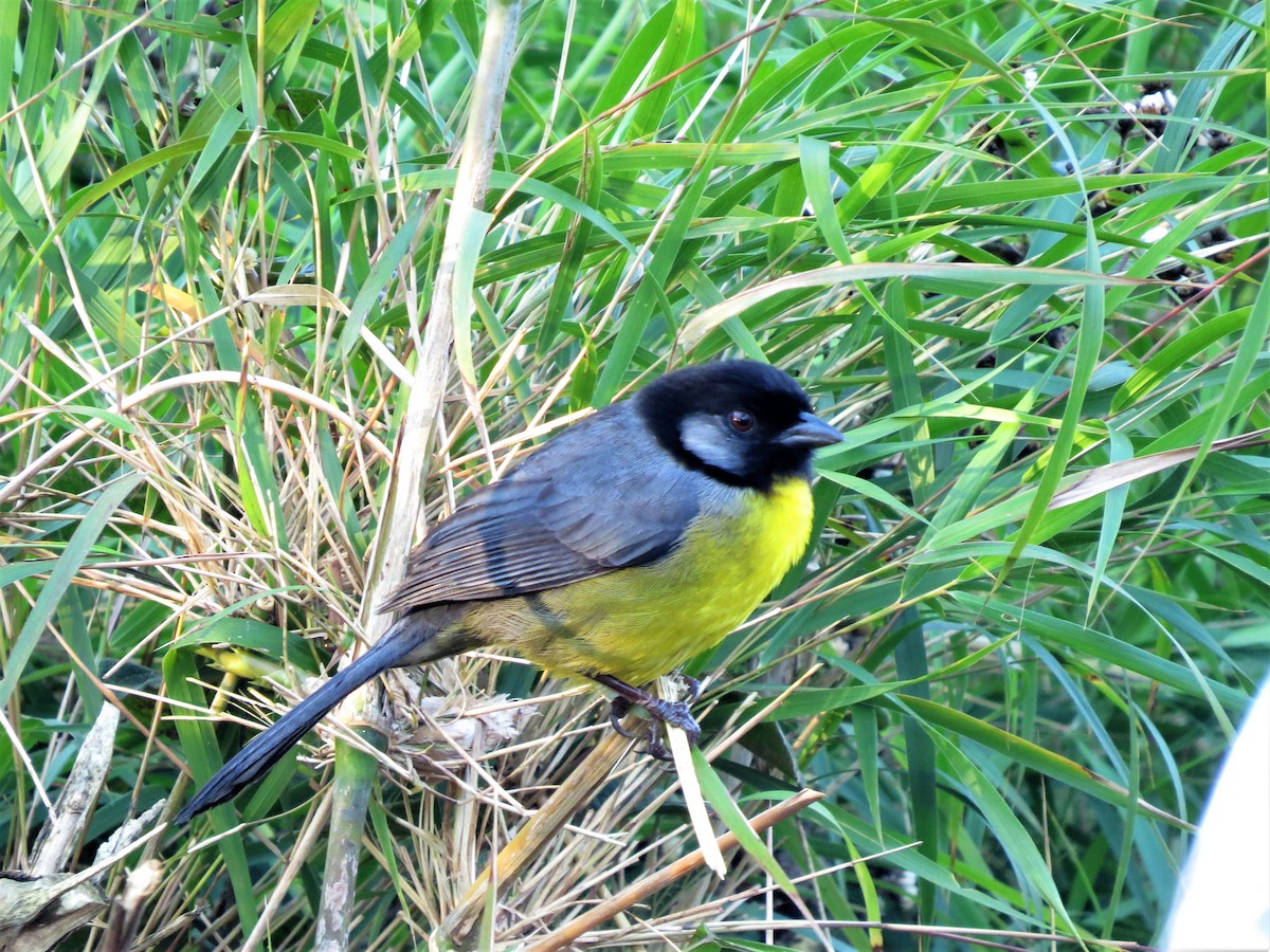 Santa Marta Brushfinch - ML90793561