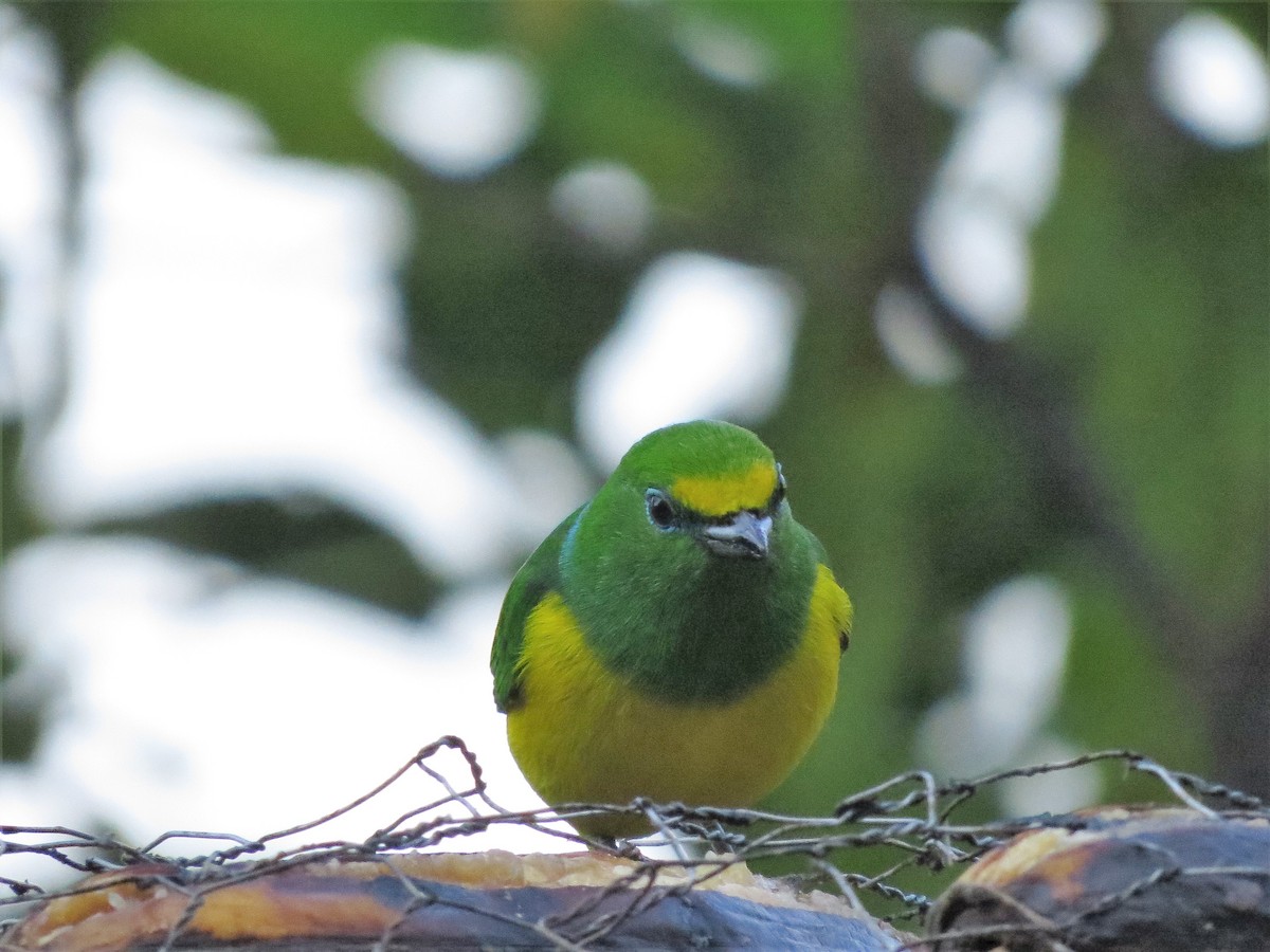 Blue-naped Chlorophonia - John Gaglione