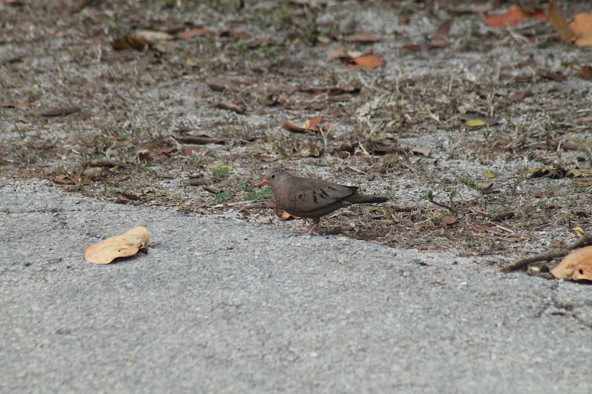 Common Ground Dove - ML90794501