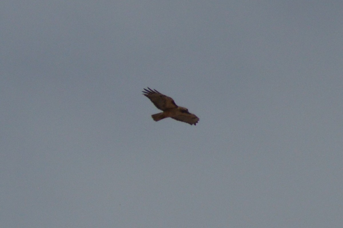 Red-tailed Hawk - Michelle Brock