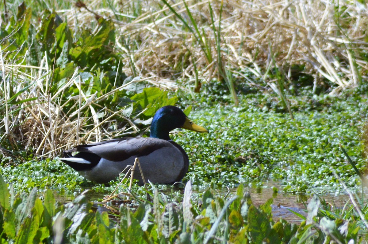 Mallard - ML90801091