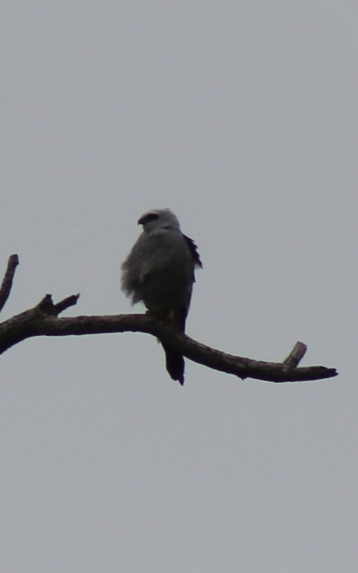 Mississippi Kite - ML90801131