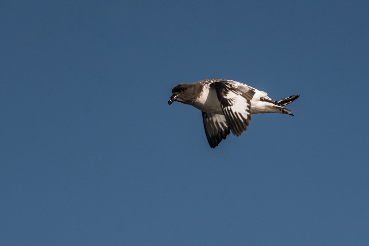 Cape Petrel - ML90802001