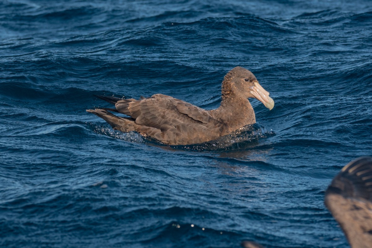 Southern Giant-Petrel - ML90802161