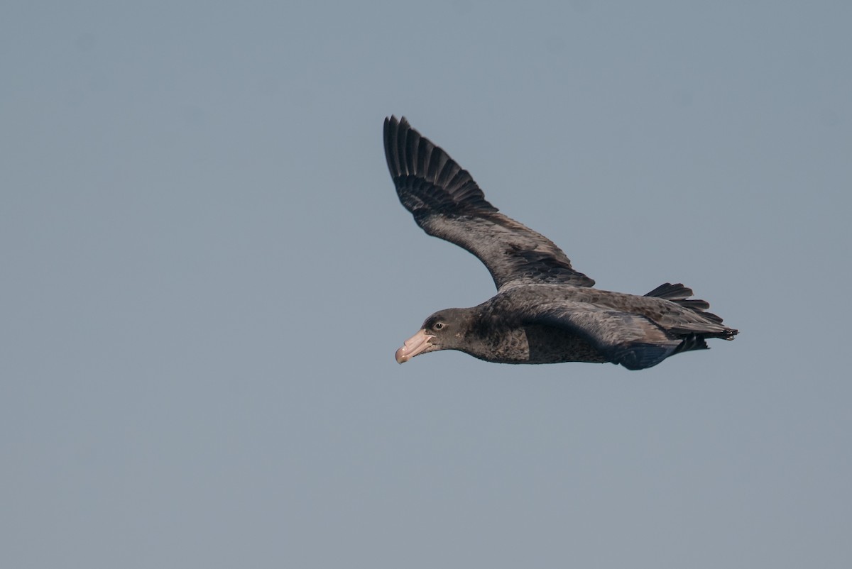 Northern Giant-Petrel - ML90802181