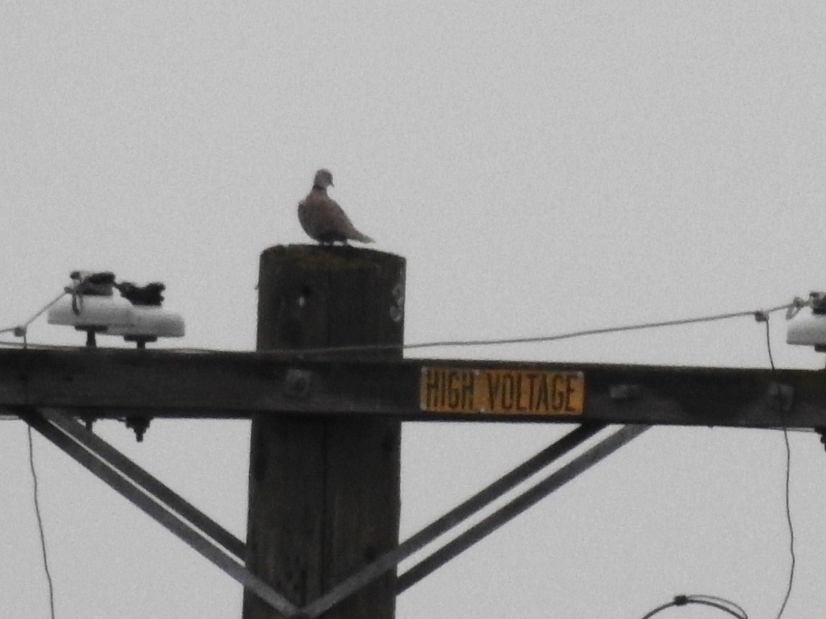 Eurasian Collared-Dove - ML90802311