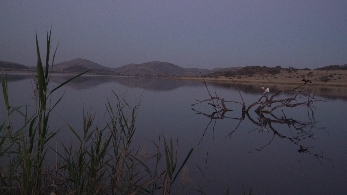 African Darter - ML90802801