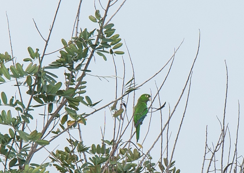 Aratinga Jamaicana - ML90803161