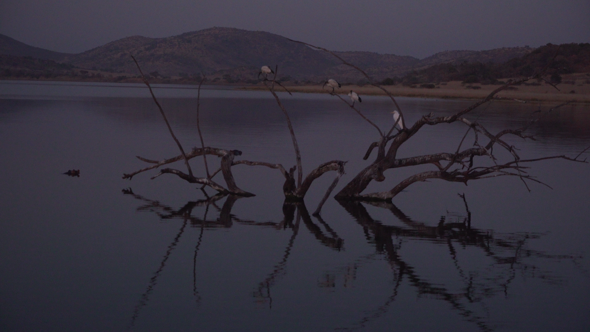 African Sacred Ibis - ML90803341