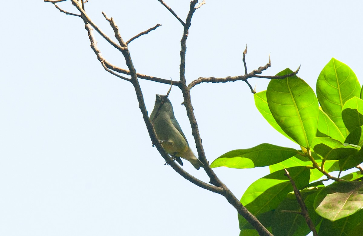 Jamaican Euphonia - ML90803631