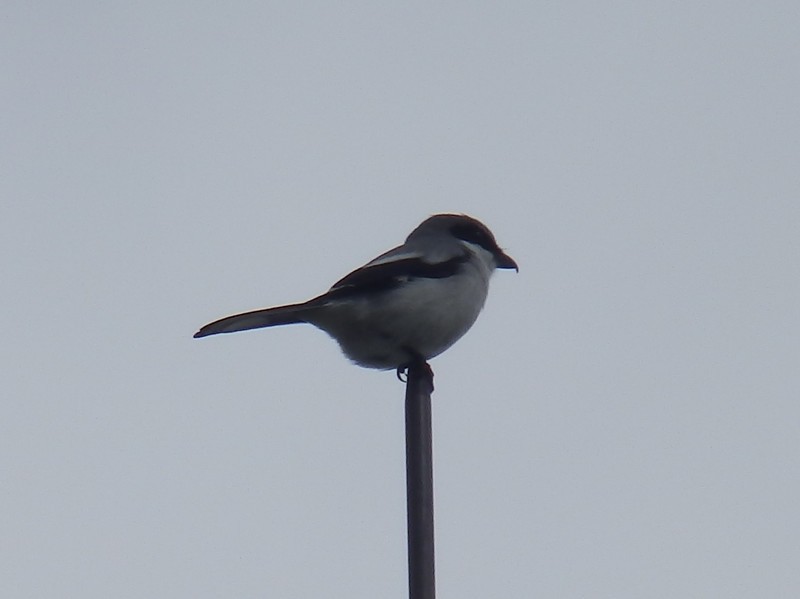 Loggerhead Shrike - Lancy Cheng