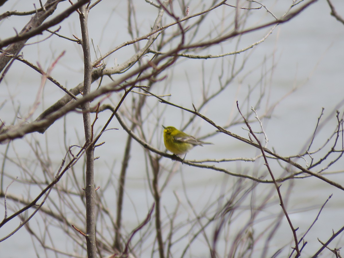 Pine Warbler - Diane Bricmont