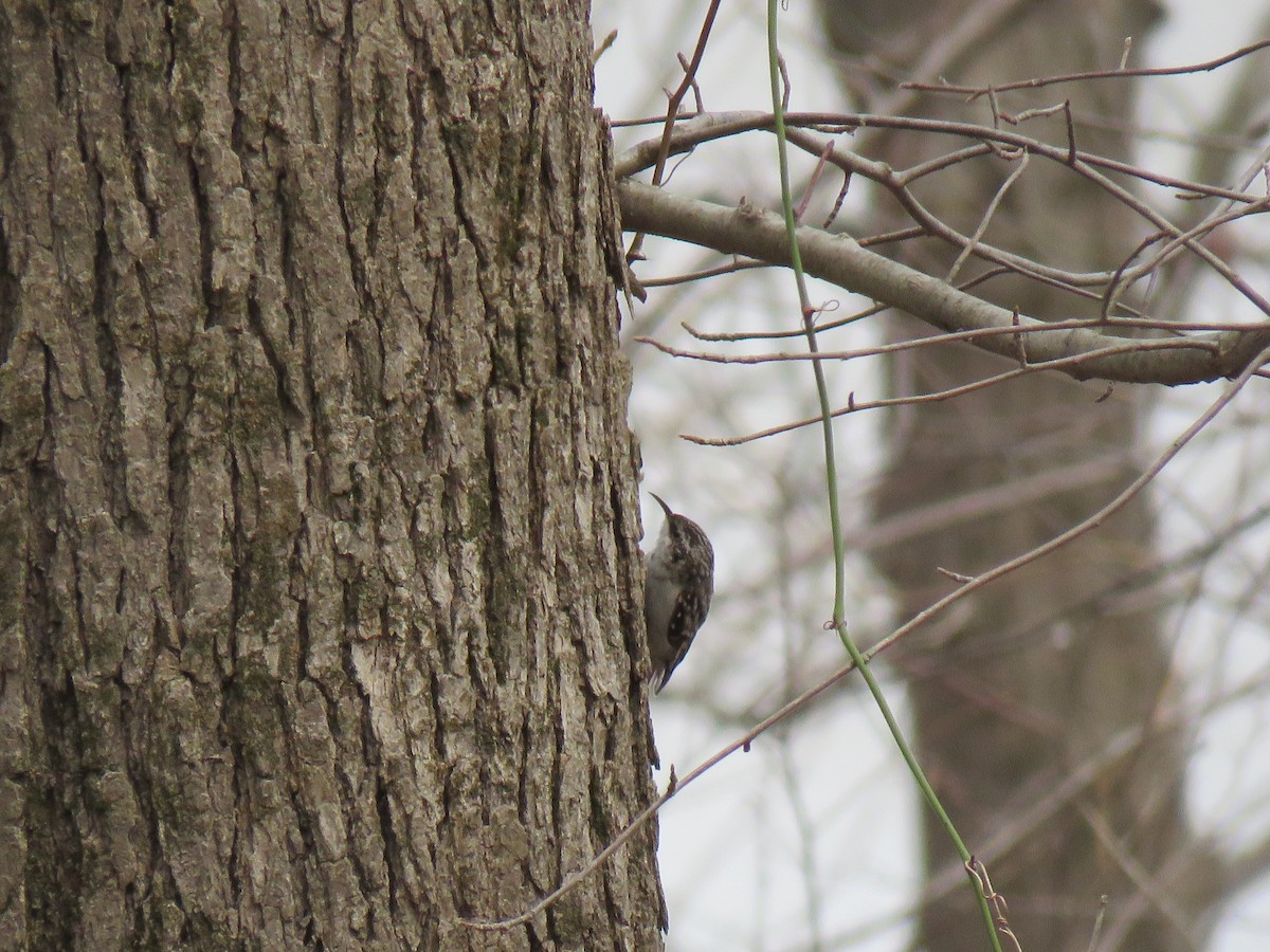 Brown Creeper - Diane Bricmont