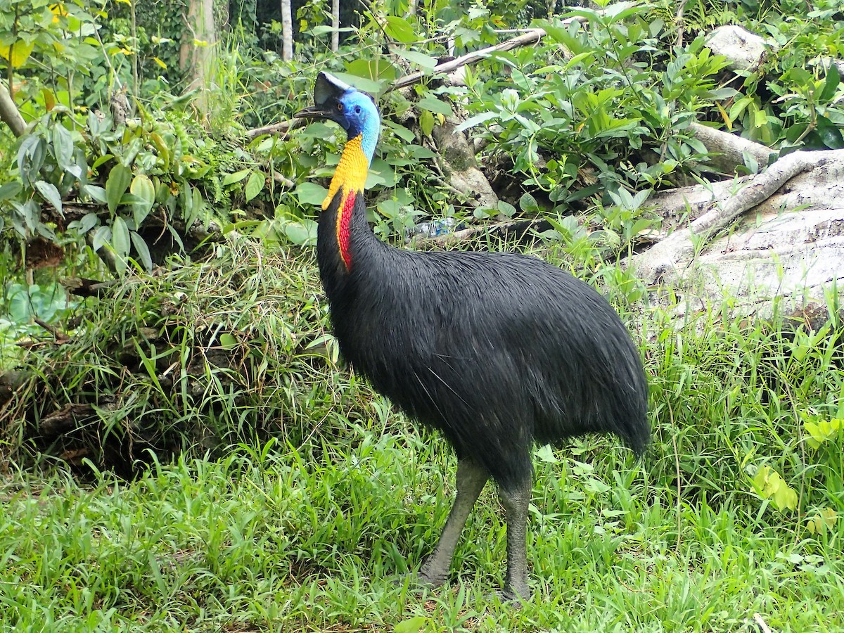 Northern Cassowary - Richard Pollard