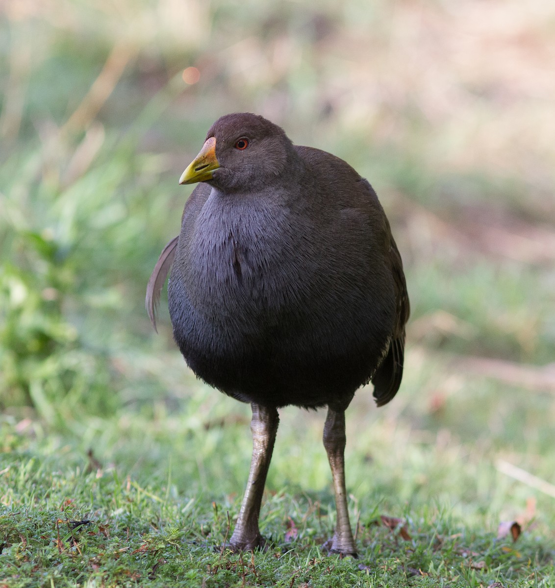 Grünfuß-Teichhuhn - ML90808061